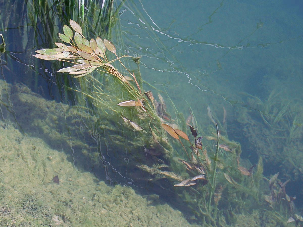 Schwimmblätter